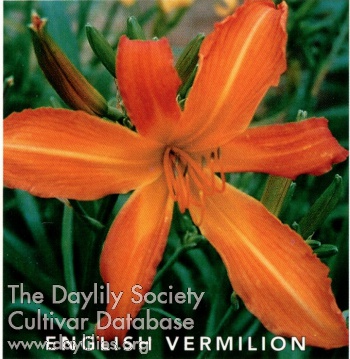 Daylily English Vermilion